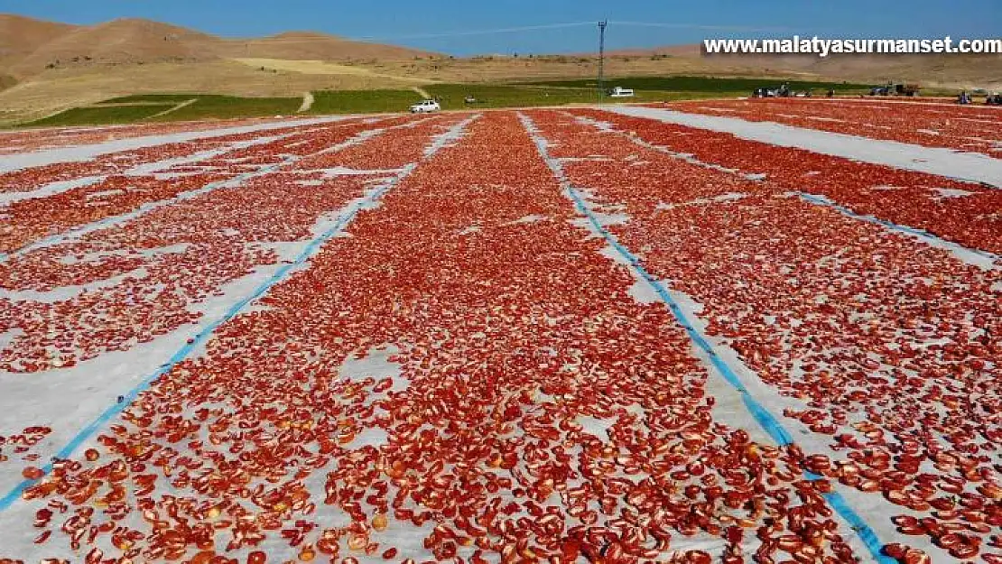 Elazığ'da üretilip kurutulan domatesler, dünya sofralarını süslüyor