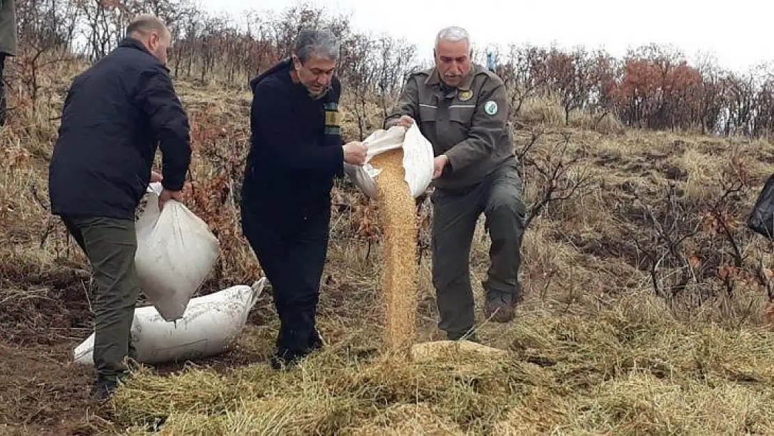 Elazığ'da yaban hayvanları için doğaya yem bırakıldı