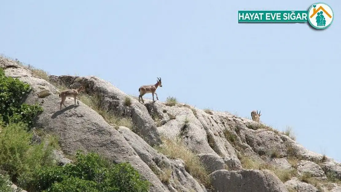 Elazığ'da yaban keçileri, Harput'a kadar indi