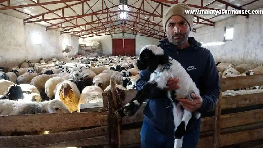 Elazığ'da yeni yılın ilk kuzuları dünyaya geldi