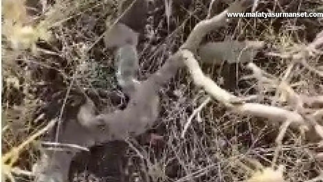 Elazığ'da yılanın fareyi yutma anı kameralarda