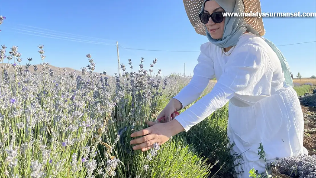 Elazığlı kadın girişimci, atıl araziyi lavanta bahçesine dönüştürdü