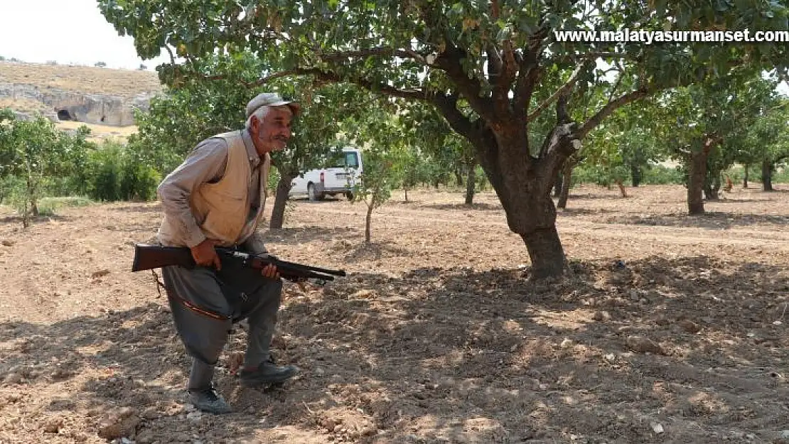 Eller tetikte fıstık nöbeti tutuyorlar