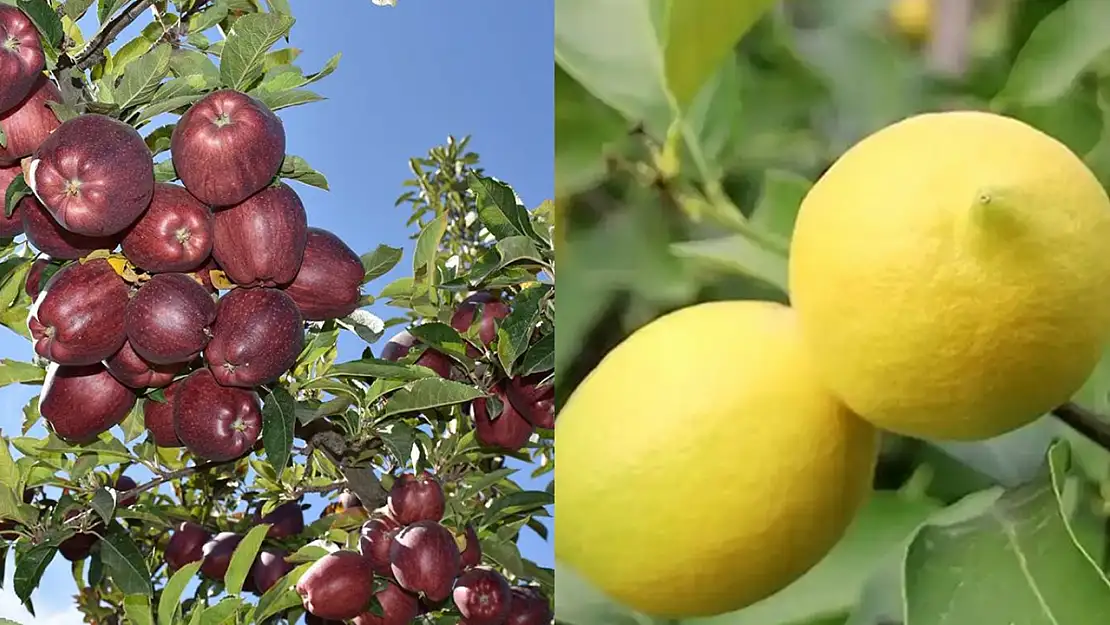 Elma ve limon ihracatı artık kayda bağlı fiyatlar ne olacak?