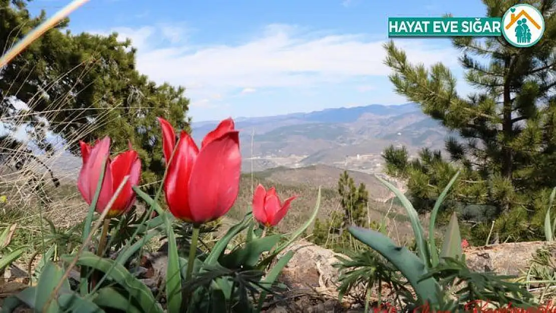 Endemik Kızılcahamam lalesi görenleri hayran bırakıyor