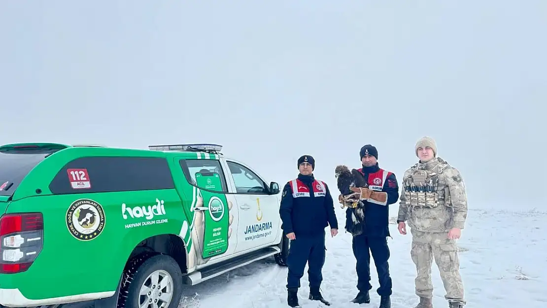 Erzurum'da jandarmanın bitkin halde bulduğu kartal koruma altına alındı