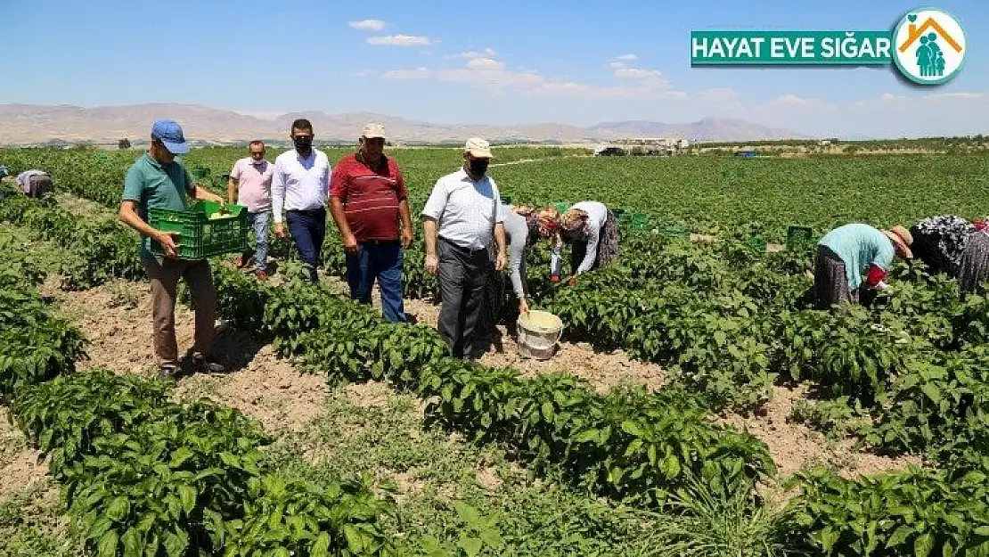 Esenlik genel müdürü Ünlü'den çiftçilere destek açıklaması