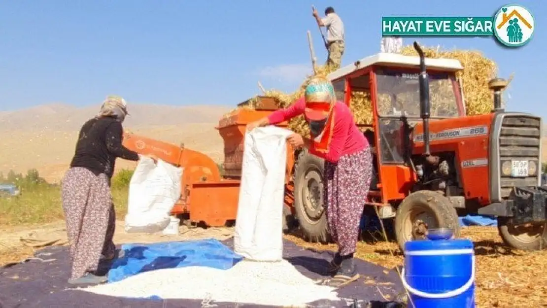 Fasulyede hasad dönemi