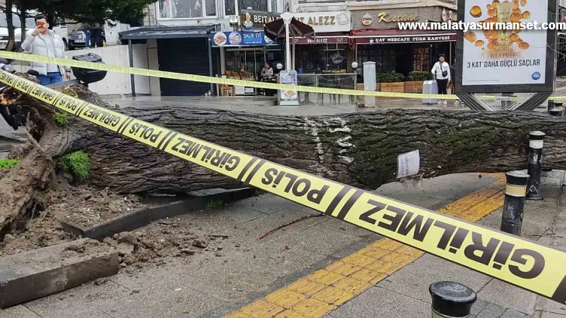 Fatih'te çürüyen ağaç iki otomobilin üzerine devrildi