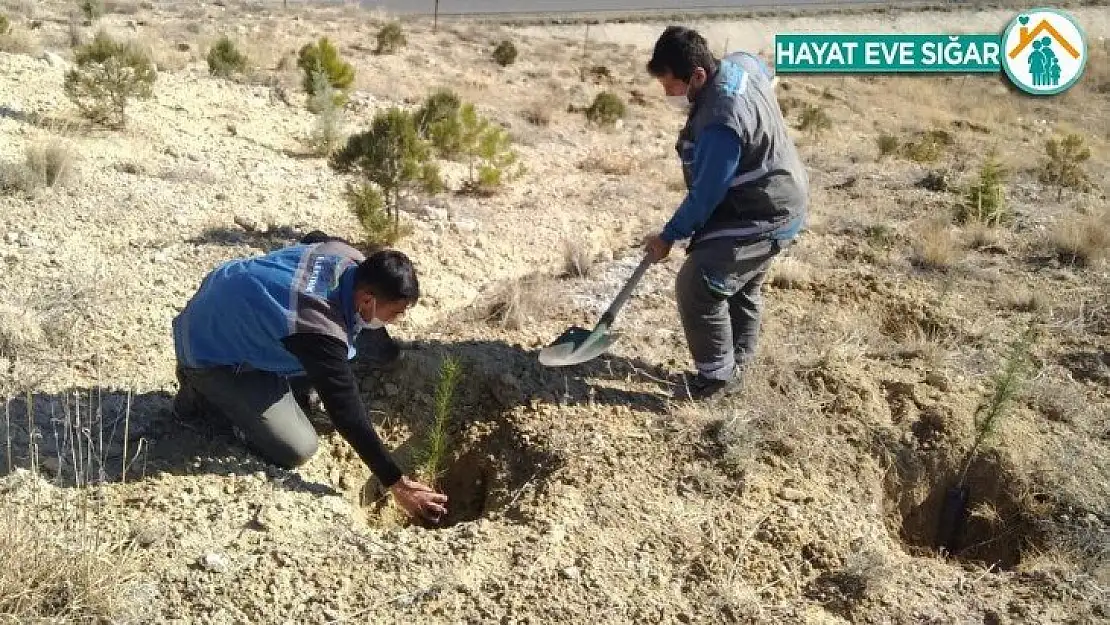 Fırat Edaş Malatya'da Diktiği Fidanlarla Doğaya Nefes Oldu