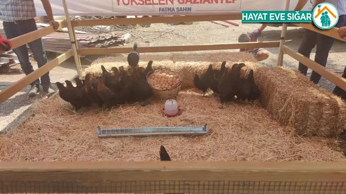 Gaziantep Büyükşehir Belediyesinden 9 bin tavuk dağıtımı