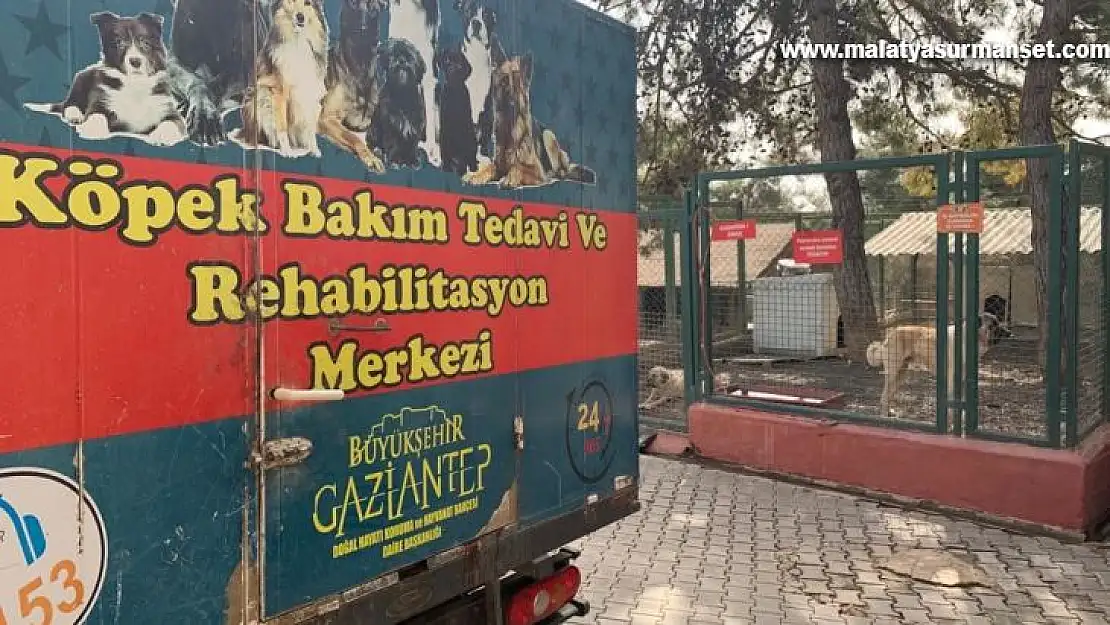 Gaziantep hayvan barınağı depremzede hayvanları sahipleniyor