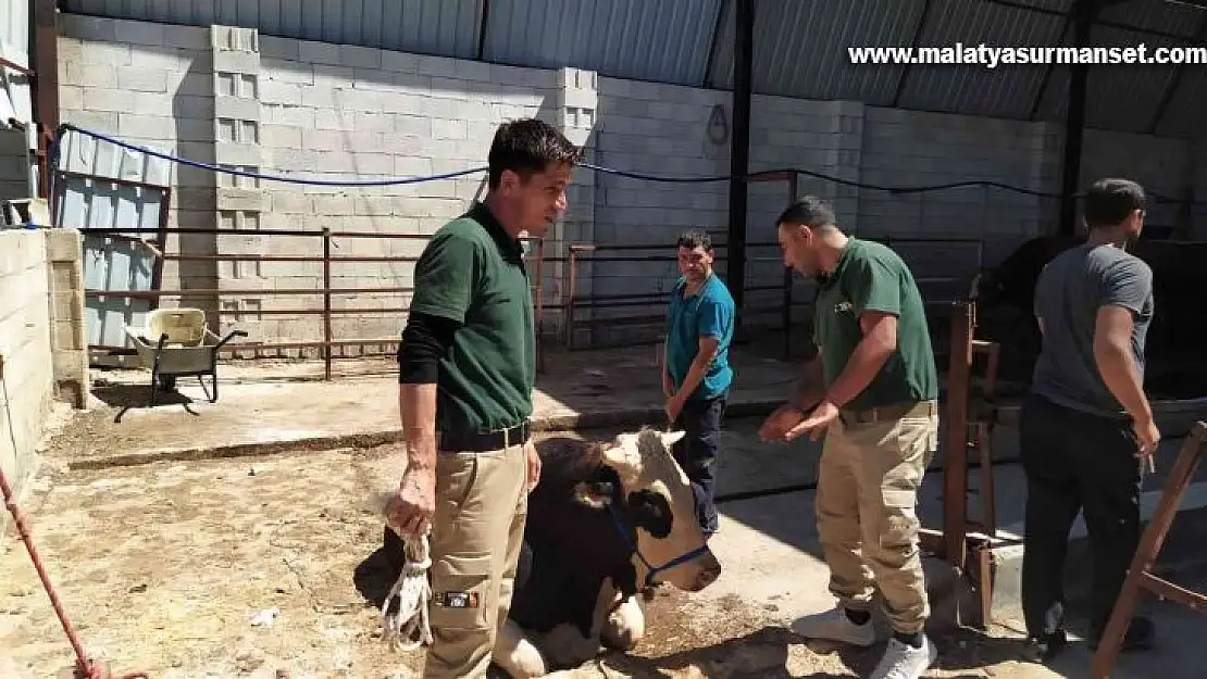 Gaziantep'te bayramda kaçan 20 kurbanlık yakalandı