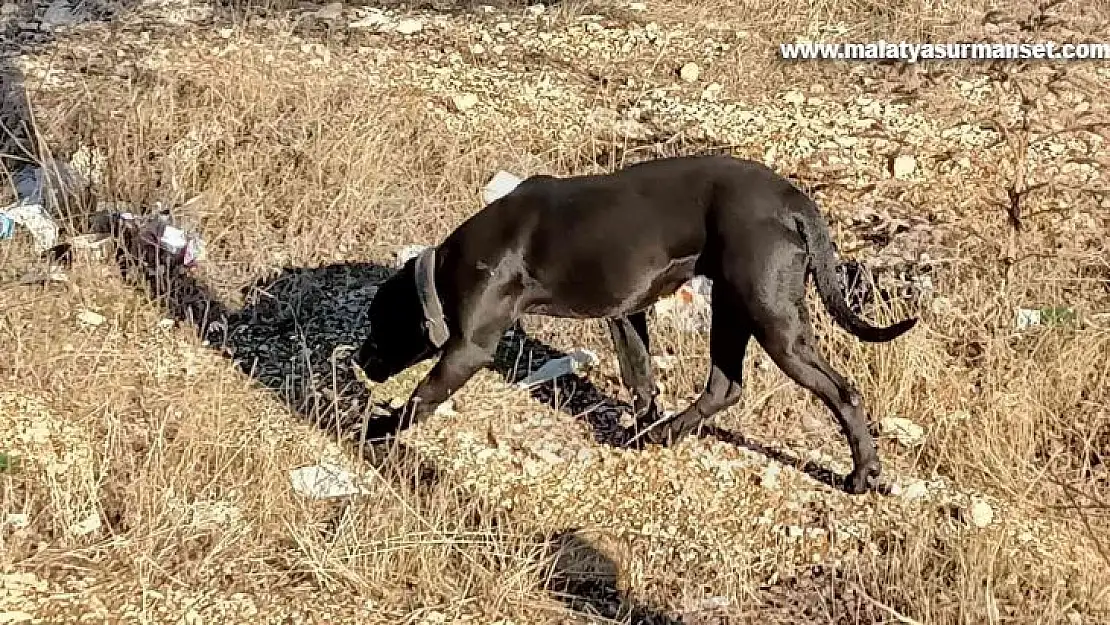 Gaziantep'te sahipsiz pitbull paniği