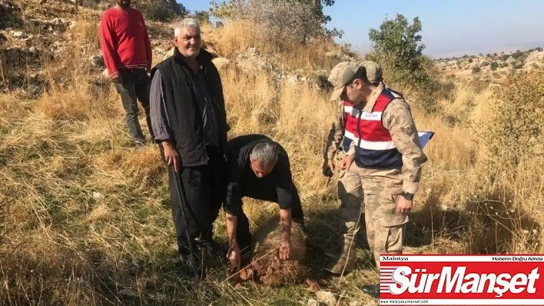 Gaziantep'te kurt dehşeti