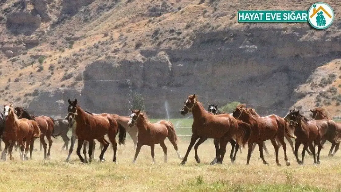 Geleceğin şampiyon tayları görücüye çıkıyor