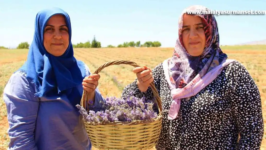 Gelin ve görümce sırt sırta verdi, ektikleri lavanta bahçesinden ilk hasat alındı