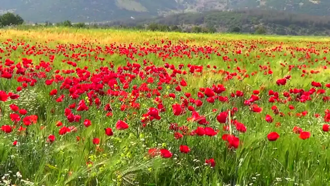 Gelincikler Doğayı Renklendirdi