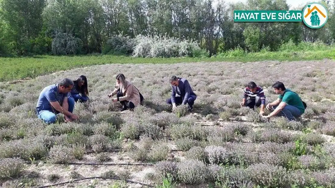 Genç çiftçi, doğal olarak Nane, Kekik ve Portakal yağı üretmeye başladı