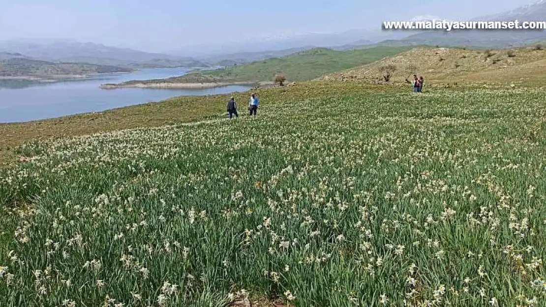 Gerger'de yabani nergisler yerli turistlerin ilgi odağı oluyor