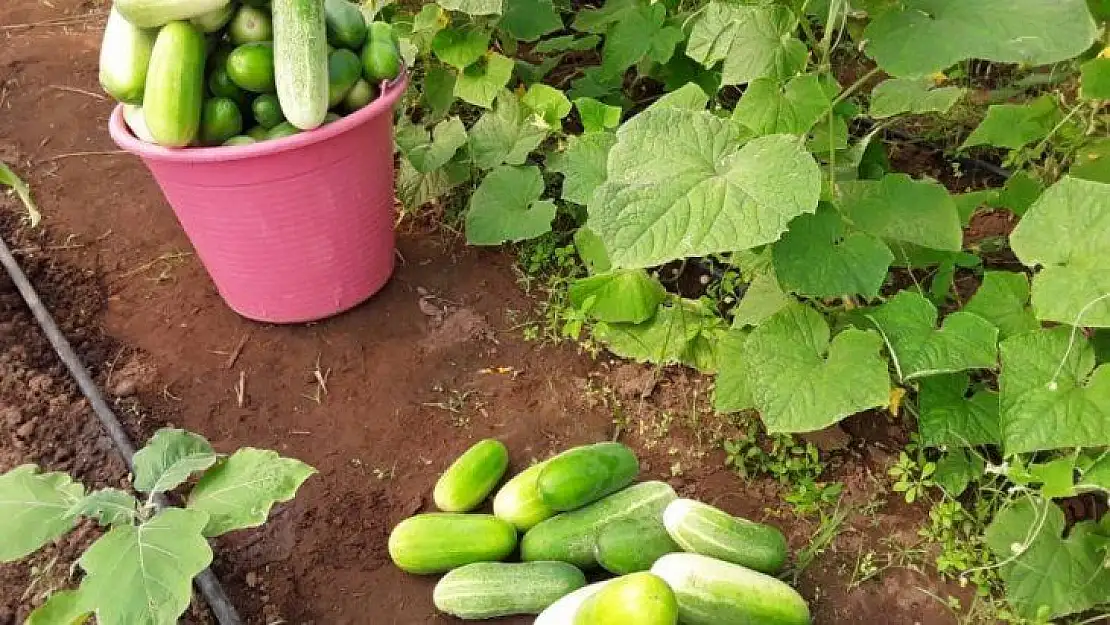 Gine'de TİKA'nın kurduğu eğitim serası ilk mahsullerini verdi