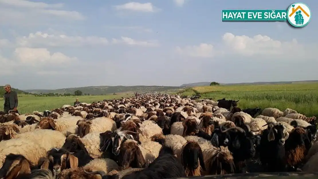 Göçerlerin zorlu yayla yolculuğu