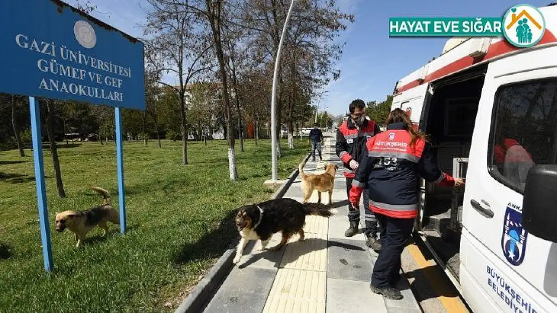 Gölbaşı'da karantina bölgesinden alınan sokak hayvanları yuvalarına kavuştu