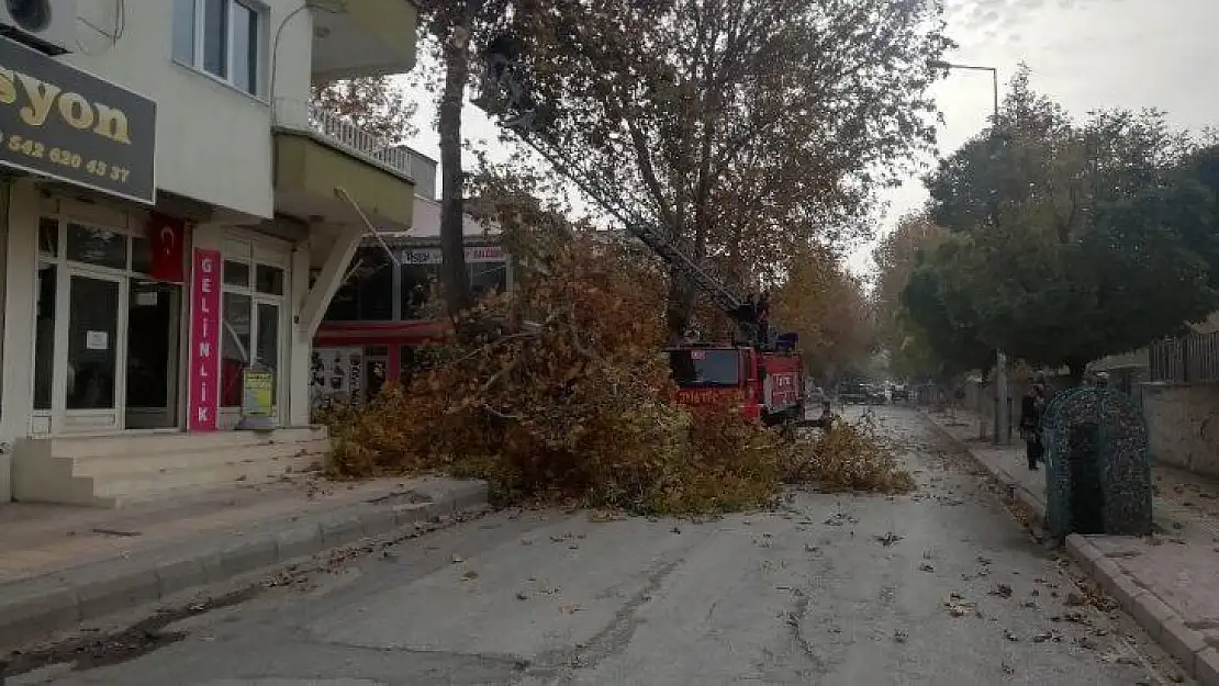 Gölbaşı ilçesinde ağaç budama çalışmaları devam ediyor