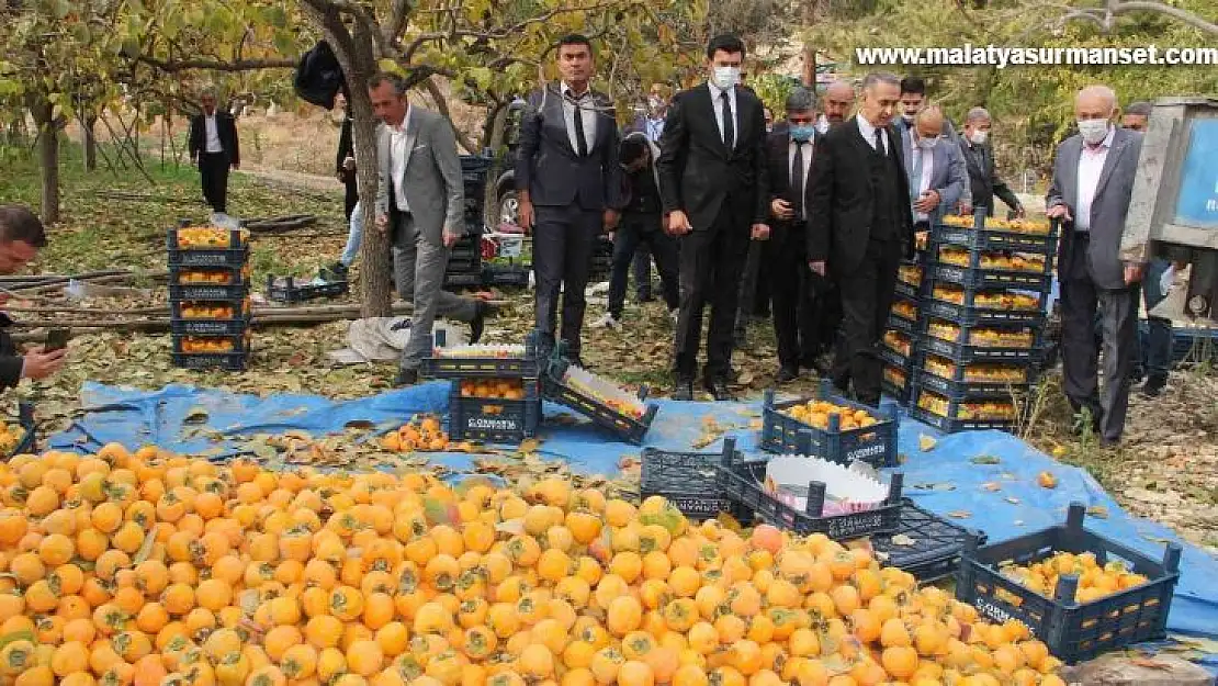 Gölbaşı'nda hurma hasadı başladı