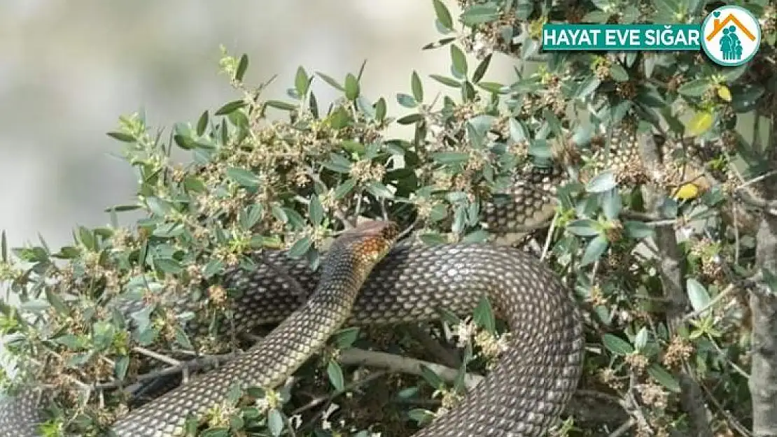 Görülünce korkulan bu yılan, tam bir çiftçi dostu çıktı