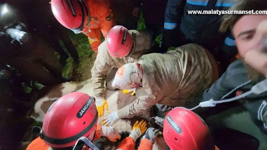 Günlerce enkaz altına sürünerek girip beslediği ineğine 11 gün sonra kavuştu