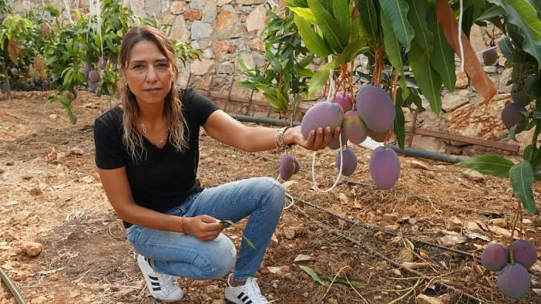 Tanesi 35 liradan satılan mango üreticisinin yüzünü güldürdü