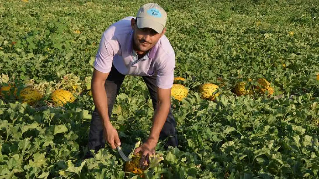 Kırkağaç kavununda ilk hasat yapıldı