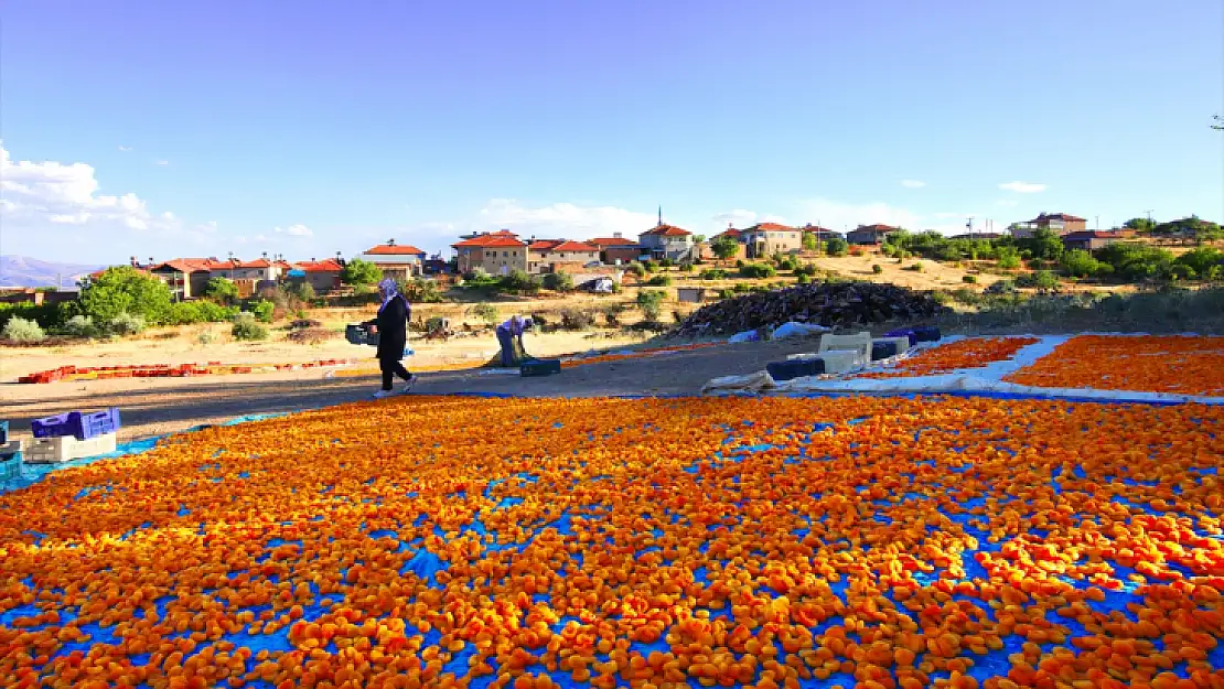 Hasadı biten kayısı 'patik'le işçisine kazandırıyor