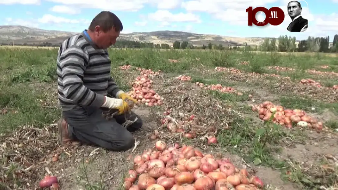 Hasadı tamamlanan soğanda 13 bin tona yakın rekolte bekleniyor