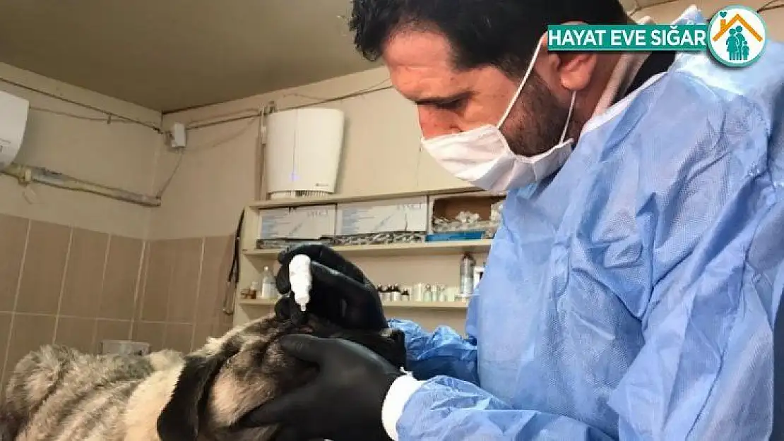 Hasta köpek, Adıyaman Belediyesi tarafından tedavi edildi