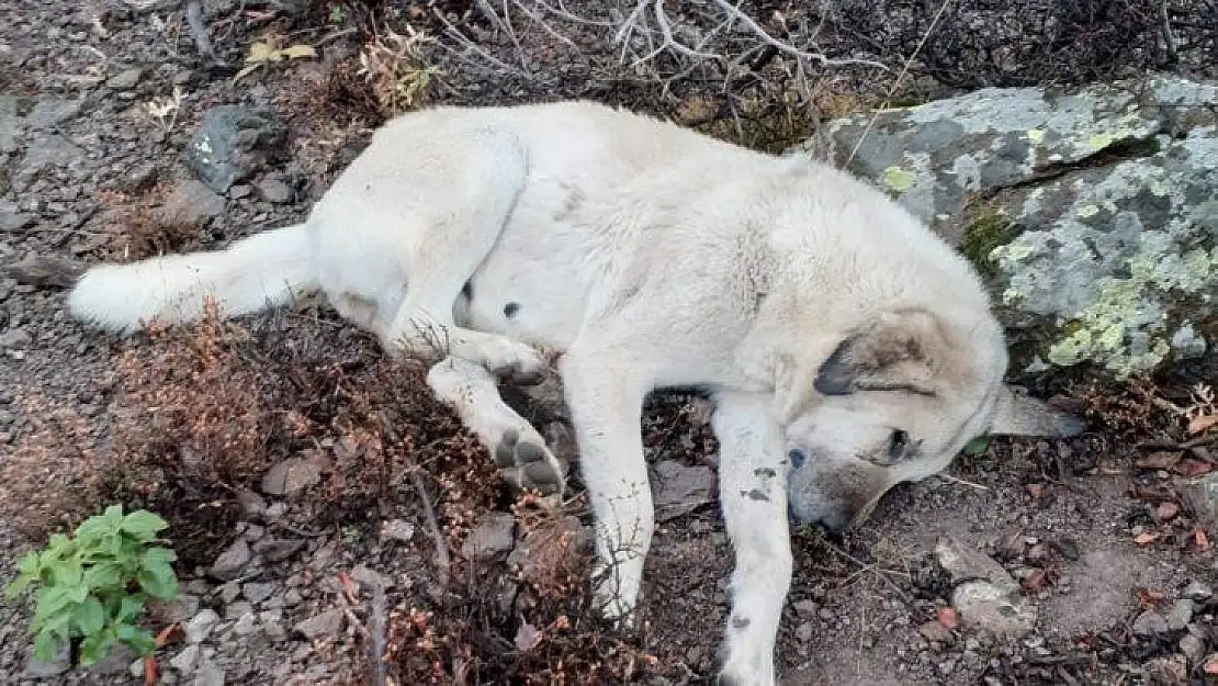 Hayvan hırsızları çoban köpeklerini zehirledi