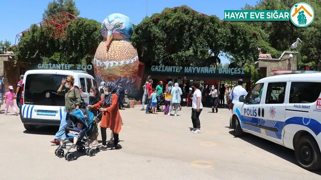 Hayvanat bahçesinde aslan kafesinden kaçtı: 1 yaralı