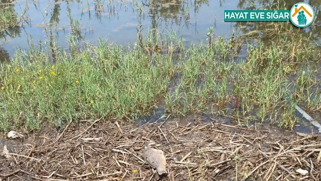 Hazar gölünde telef olan bazı balıklar kıyıya vurdu