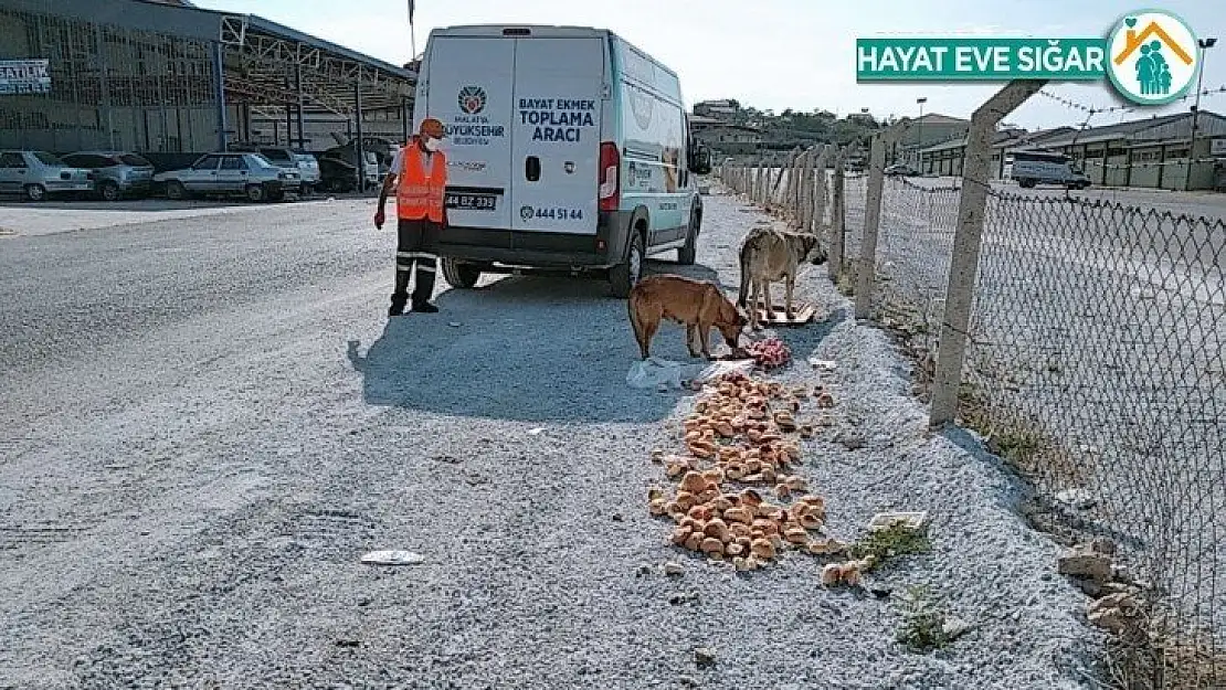Hem ekmek israfı önleniyor hem de hayvanlar aç kalmıyor