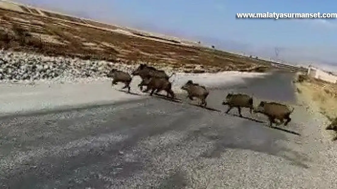 Hızla gelen yaban domuzu sürüsünün geçişini beklediler