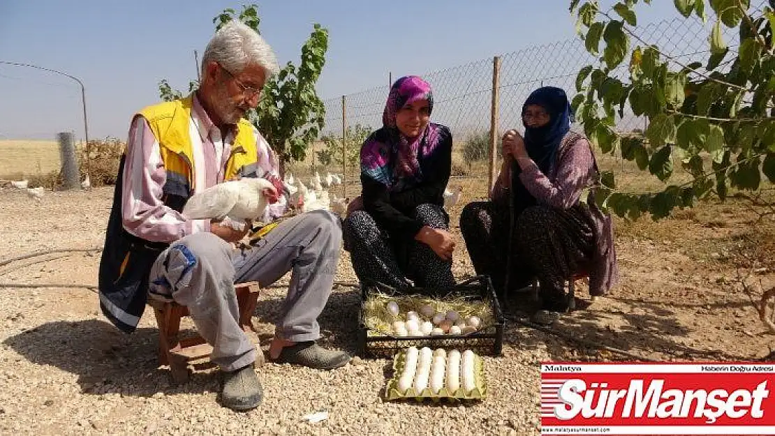 Hobiyi, çiftliğe çeviren çift, 'Yumurta' ile para kazanmaya başladı