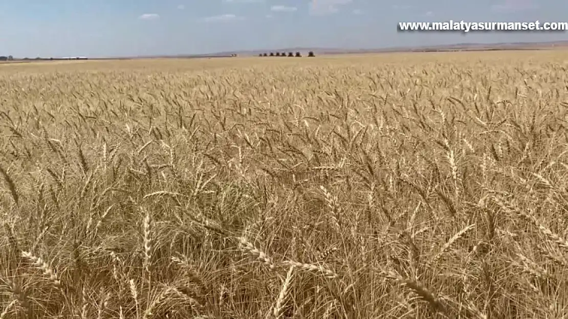 İç Anadolu'ya uygun alternatif hububat çeşitleri Malya'da deneniyor