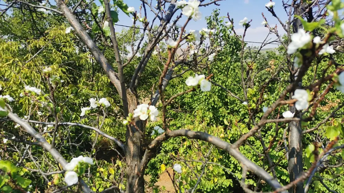 İkinci Bahar mı? Malatya'da Kayısı Ağacı Eylülde Çiçek Verdi