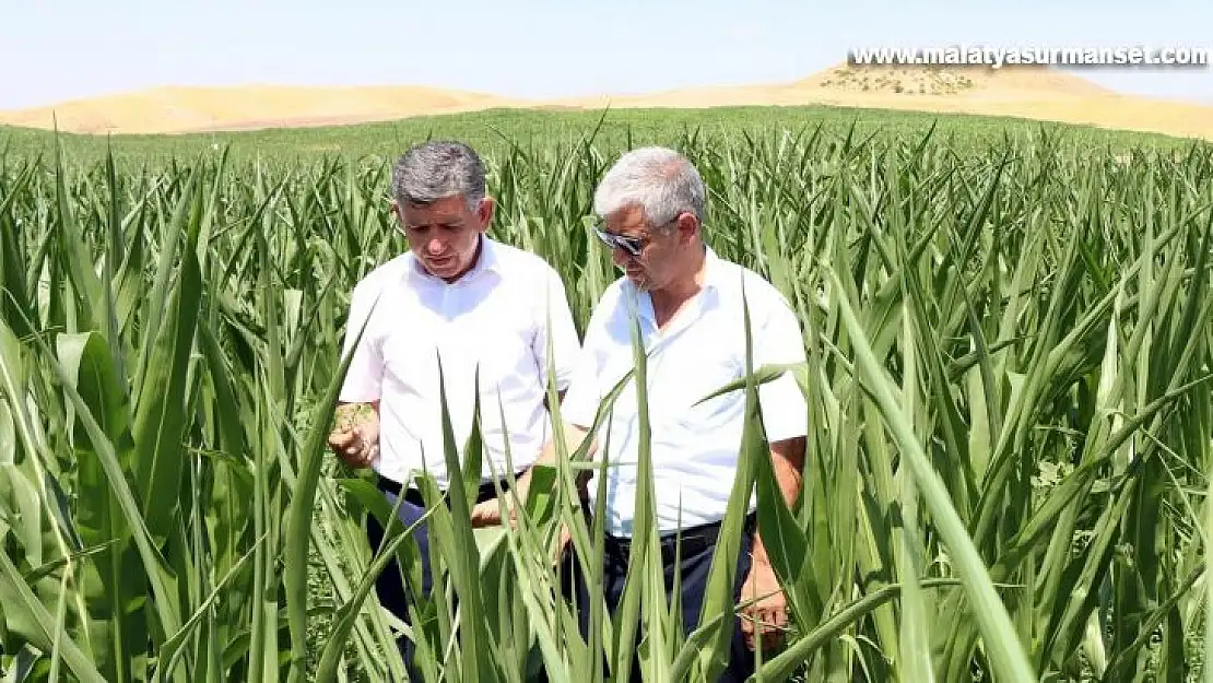 İkinci ürün olarak silajlık mısır alanları genişletiyor