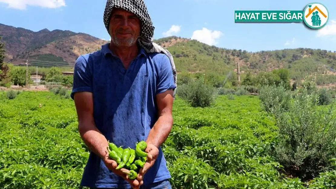 İslahiyeli biber üreticileri hasada hazırlanıyor