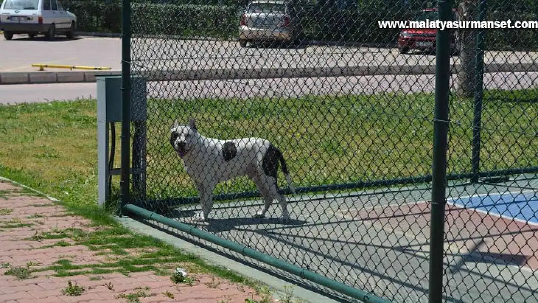 İzmir'de pitbull dehşeti