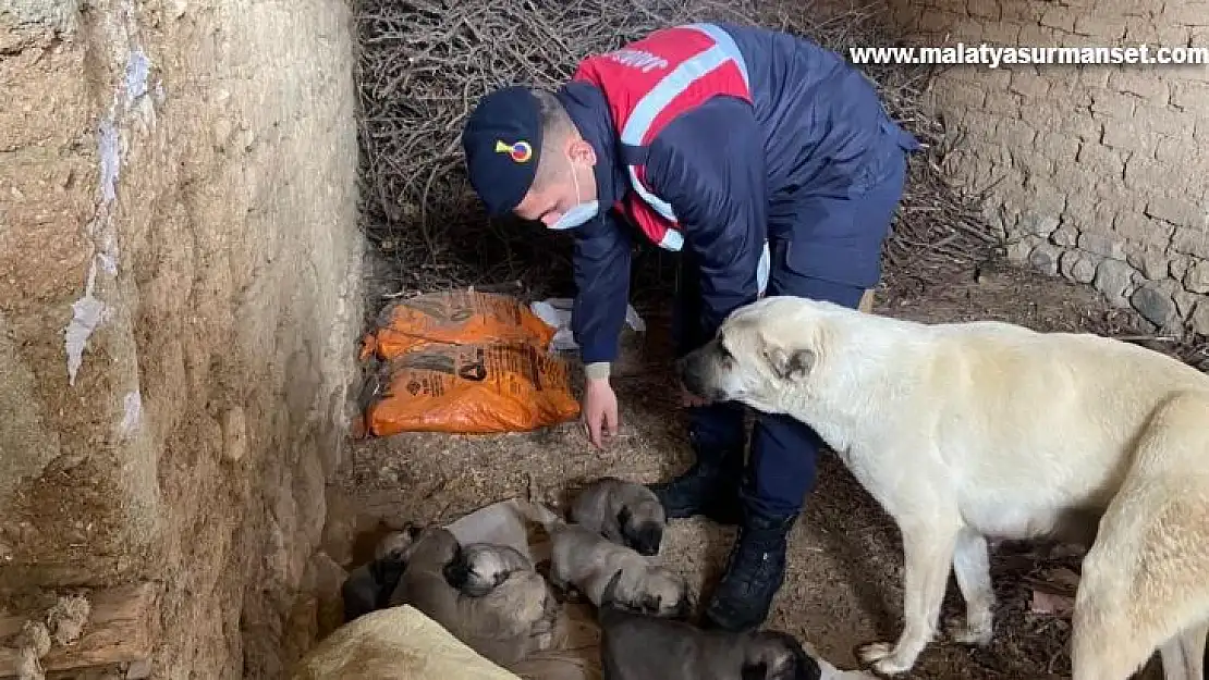 Jandarma ekipleri, anne ve yavru köpeklere sahip çıktı