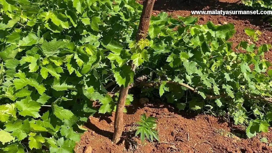 Jandarma ekipleri üzüm bağında kenevir ele geçirdi