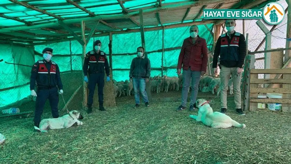 Jandarma hayvan hırsızını yakaladı